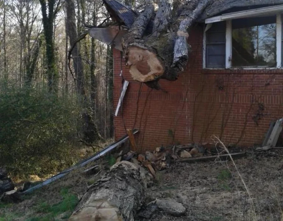 Affordable Tree Service Affordable Tree Service